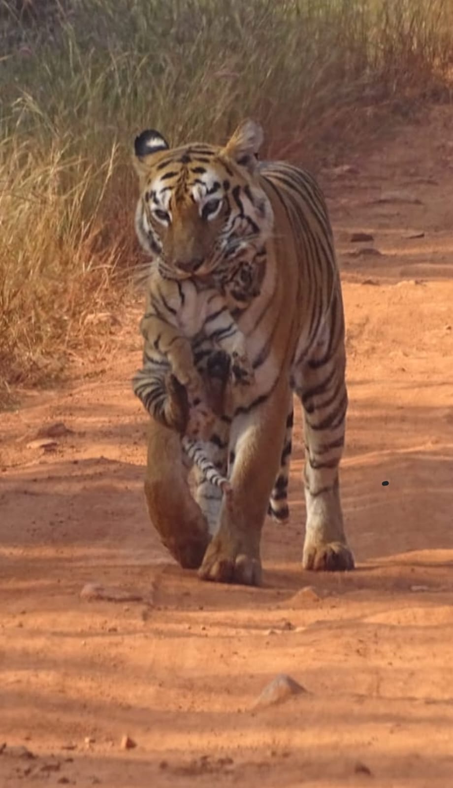 Indian Wildlife Tourism