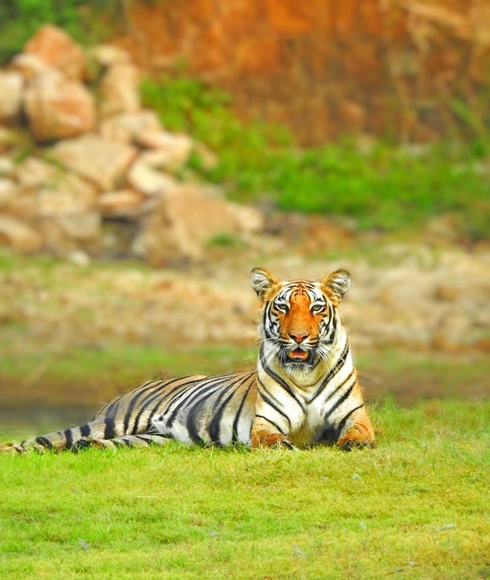Indian Wildlife Tourism